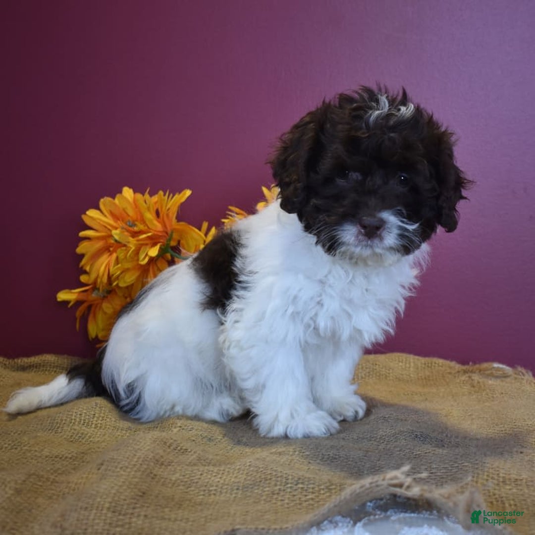 Cavapoo dogs for sale: Janie - Image 11