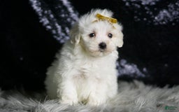 Maltipoo dogs for sale: Avalanche - Image 3