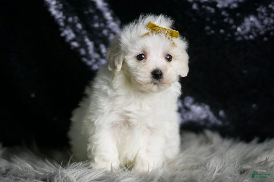Maltipoo dogs for sale: Avalanche - Image 3