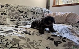 Toy Poodle dogs for sale: Lucas - Image 2