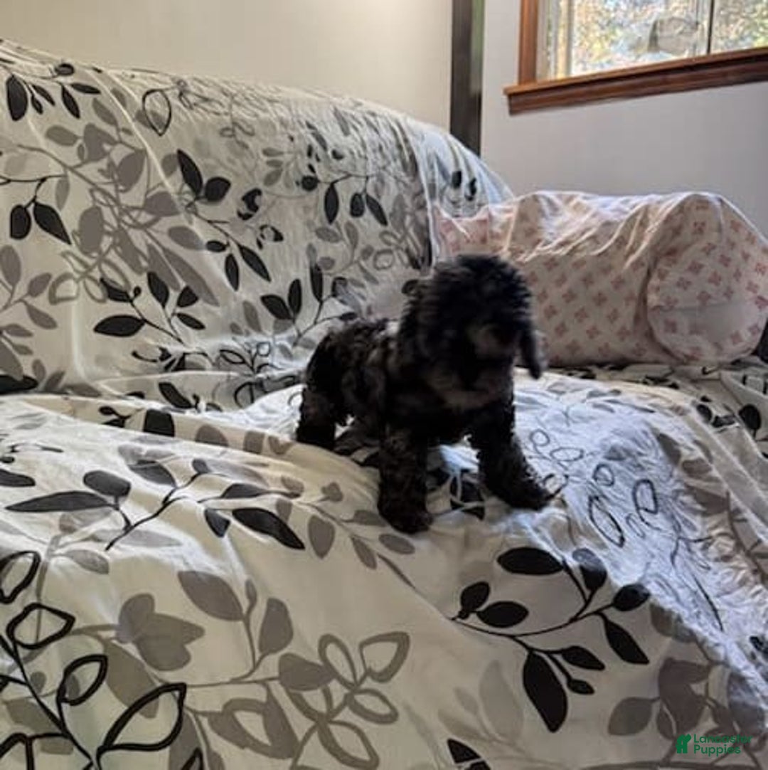 Toy Poodle dogs for sale: Lucas - Image 2