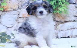Mini Goldendoodle dogs for sale: Violet F1b - Image 4
