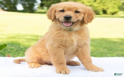 Golden Retriever dogs for sale: Hannah - Image 8