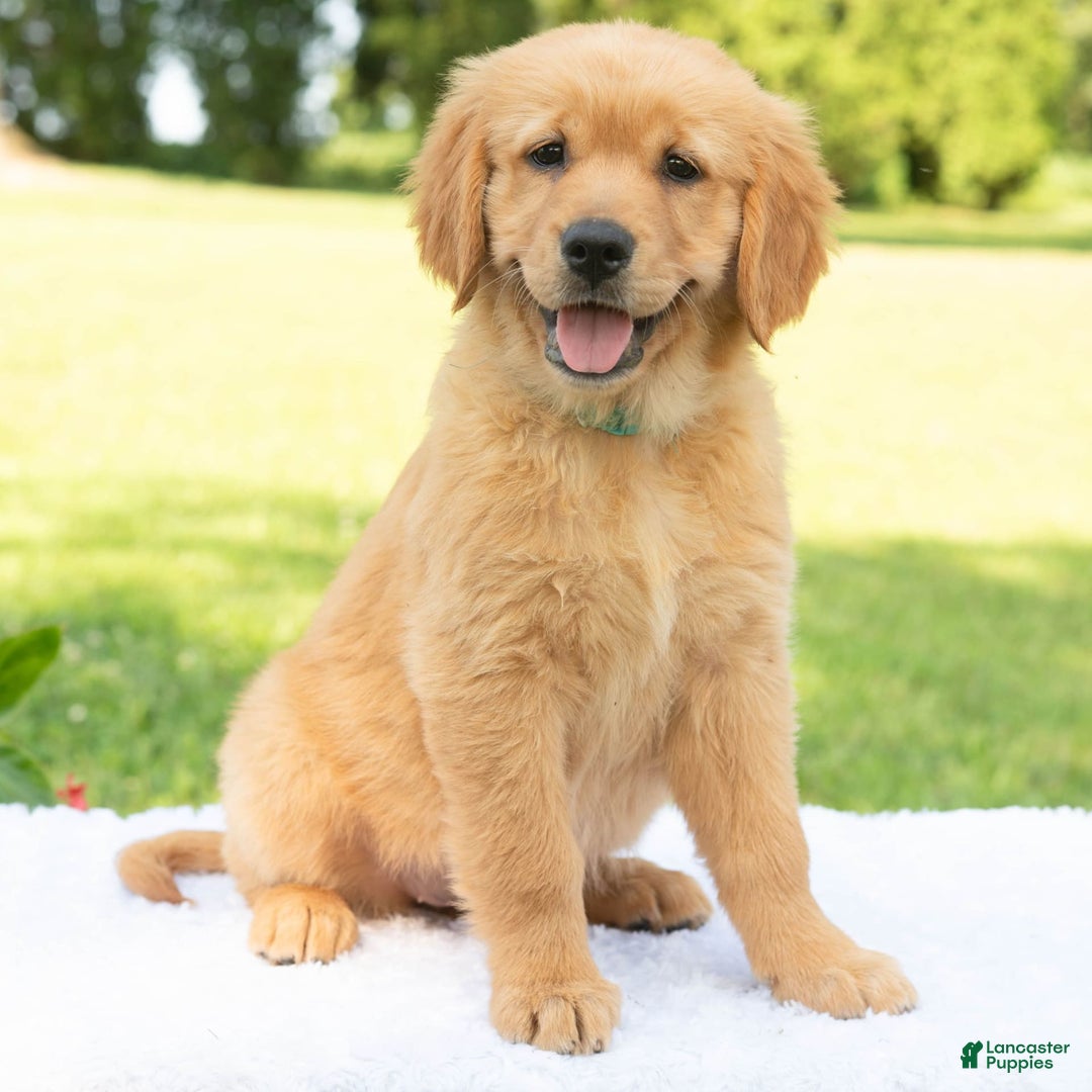 Golden Retriever dogs for sale: Hannah - Image 8