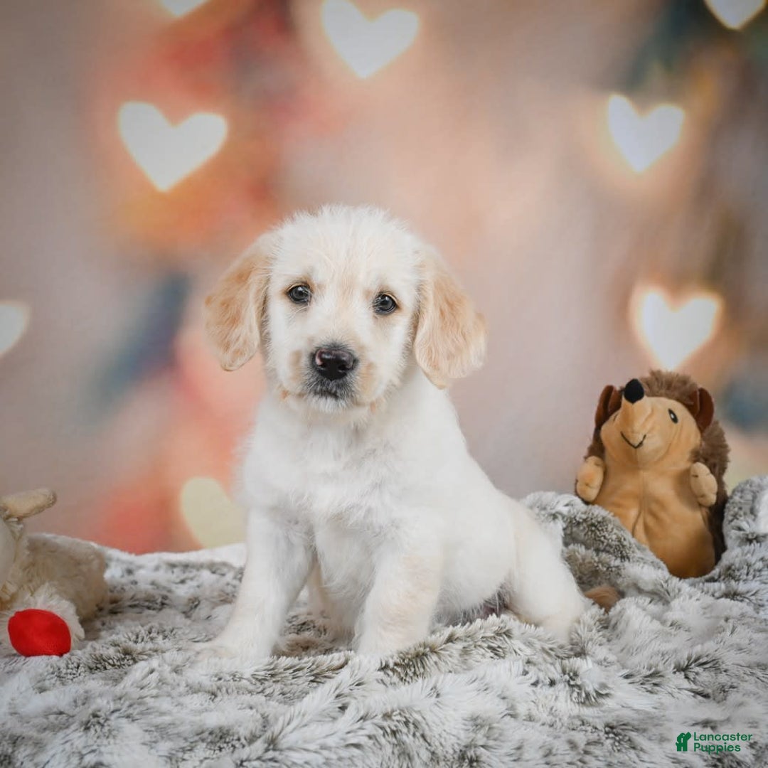 Goldendoodle dogs for sale: Roxie - Image 3