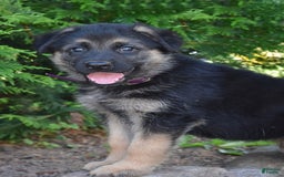 German Shepherd dogs for sale: Michelle - Image 4