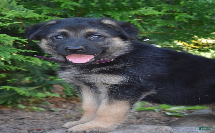 German Shepherd dogs - Advert 13