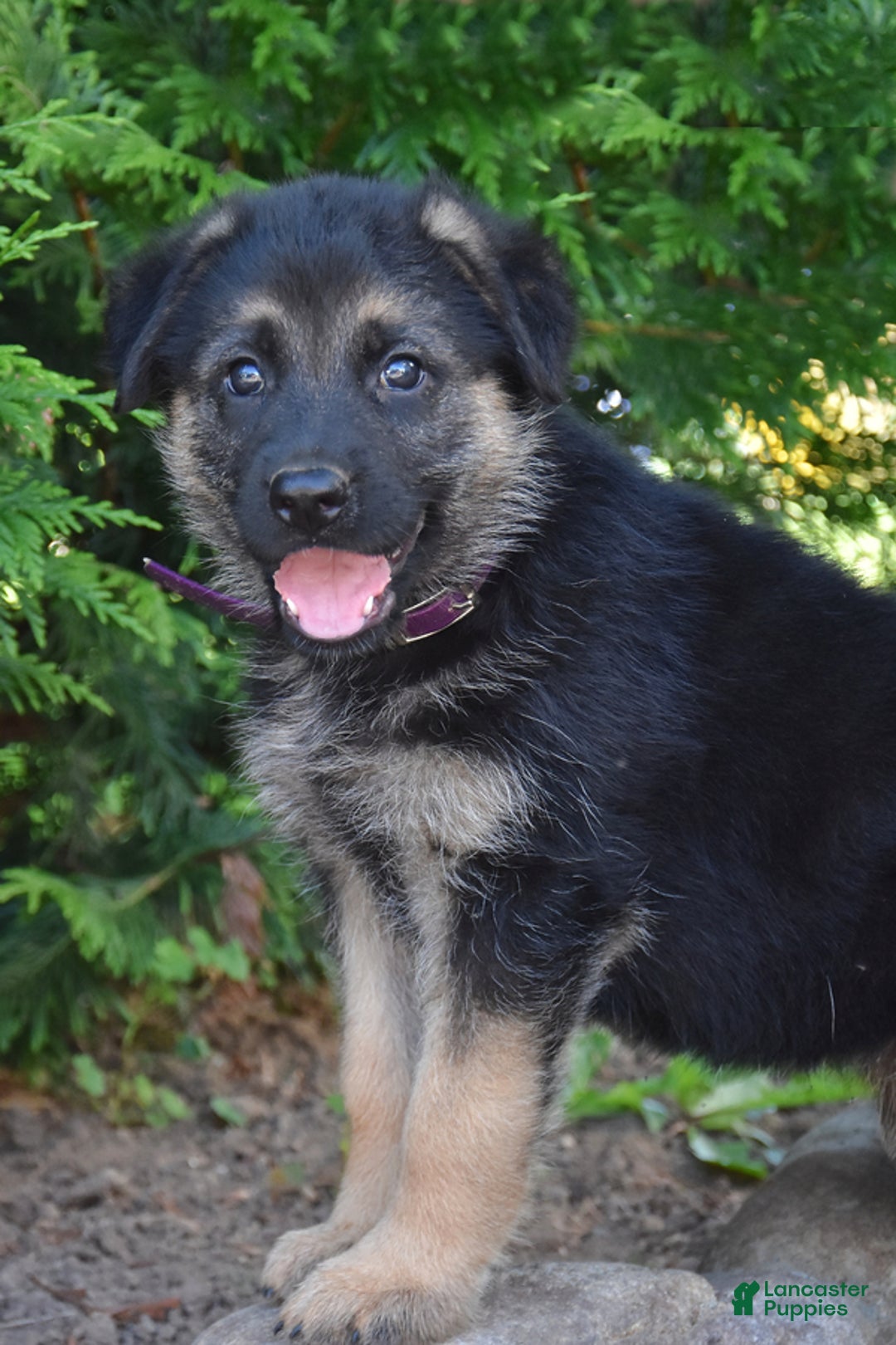 German Shepherd dogs for sale: Michelle - Image 4