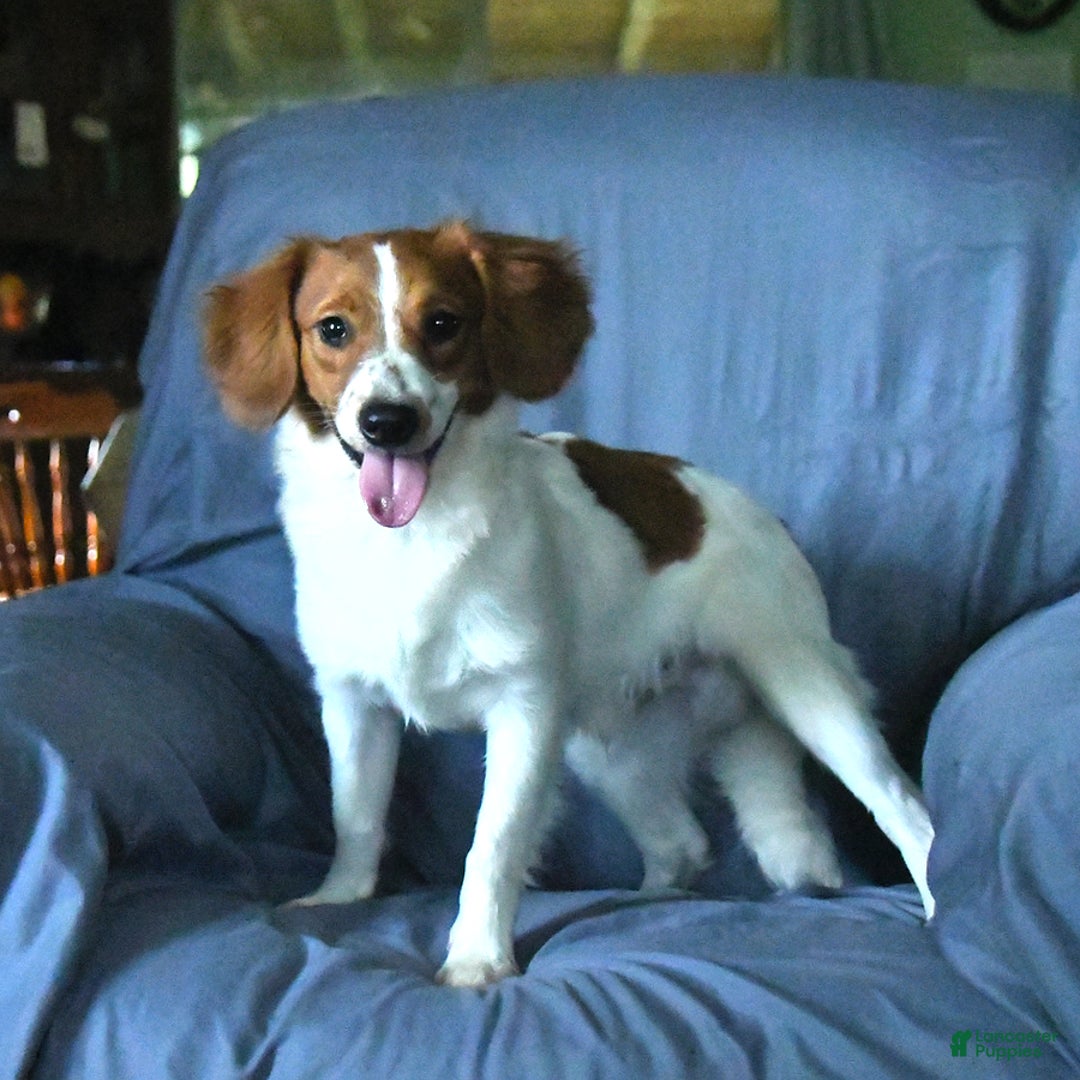 Papillon dogs for sale: Captain - Image 3
