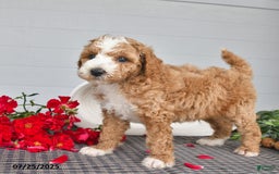 Toy Poodle dogs for sale: Poochy - Image 4