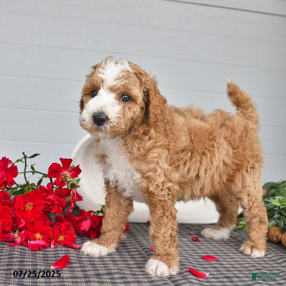 Toy Poodle dogs for sale: Poochy - Image 4