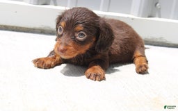 Dachshund dogs for sale: Angel Mini - Image 10