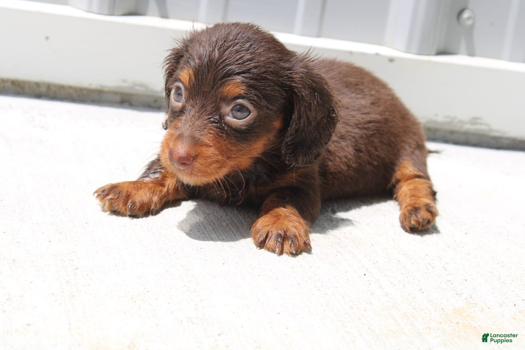 Dachshund dogs for sale: Angel Mini - Image 10