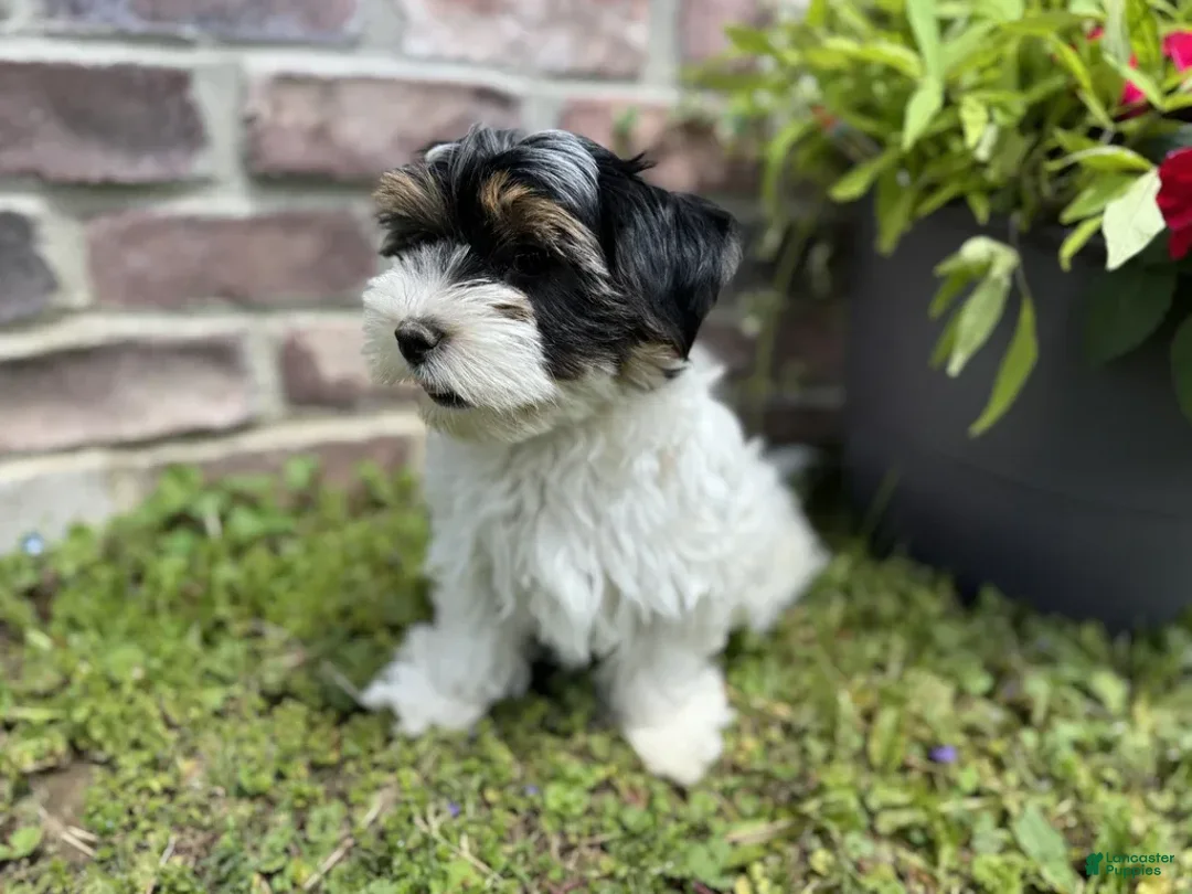 Yorkshire Terrier dogs for sale: Lola - Image 3