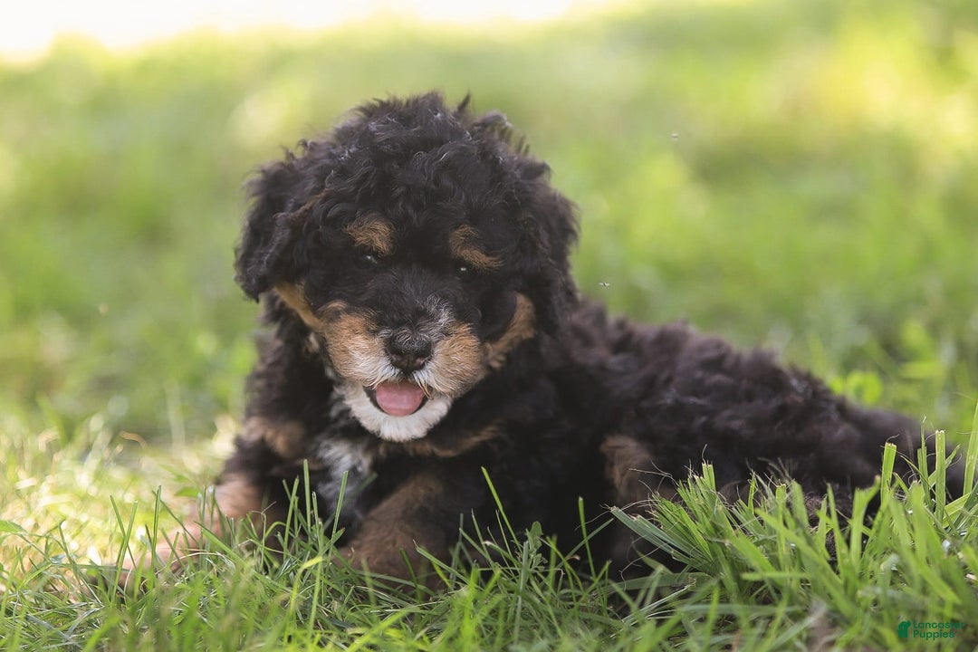 Mini Bernedoodle dogs for sale: Marshall - Image 8