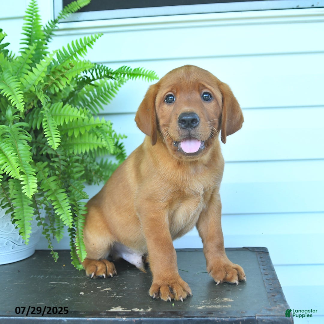 Labrador Retriever dogs for sale: Yosie - Image 2