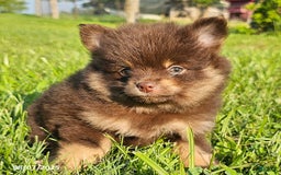 Pomeranian dogs for sale: Pomeranian 4 puppies - Image 5
