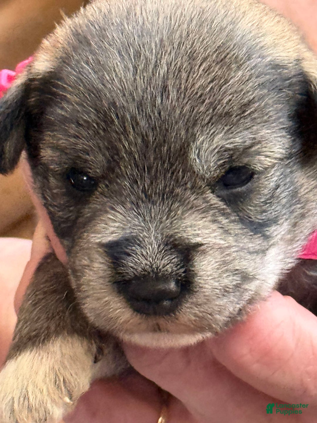 Miniature Schnauzer dogs for sale: Puppy4pink - Image 2