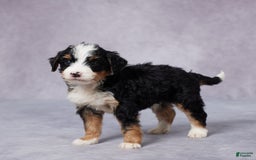 Mini Bernedoodle dogs for sale: Andy - Image 2