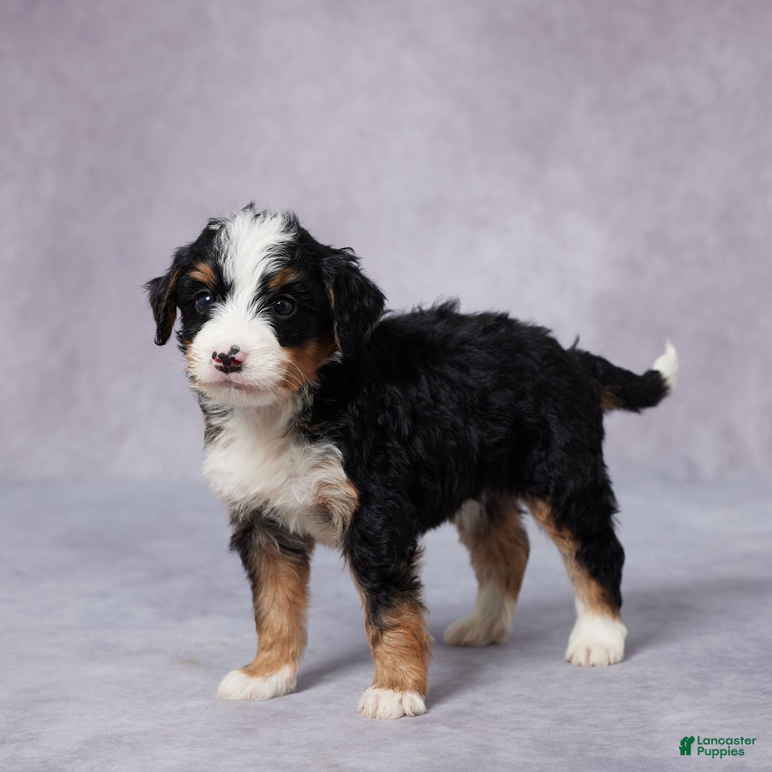 Mini Bernedoodle dogs for sale: Andy - Image 2