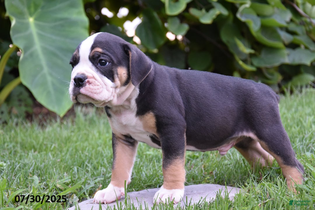 Olde English Bulldogge dogs for sale: Pepper - Image 2