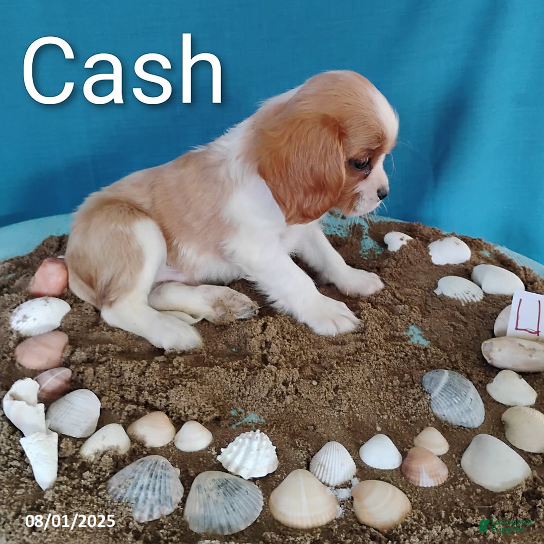 Cavalier King Charles Spaniel dogs for sale: Cash - Image 1
