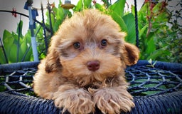Havapoo dogs for sale: Jazzy - Image 3