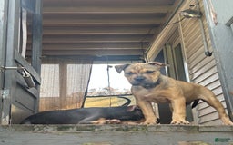 American Bully dogs for sale: Enzo - Image 3