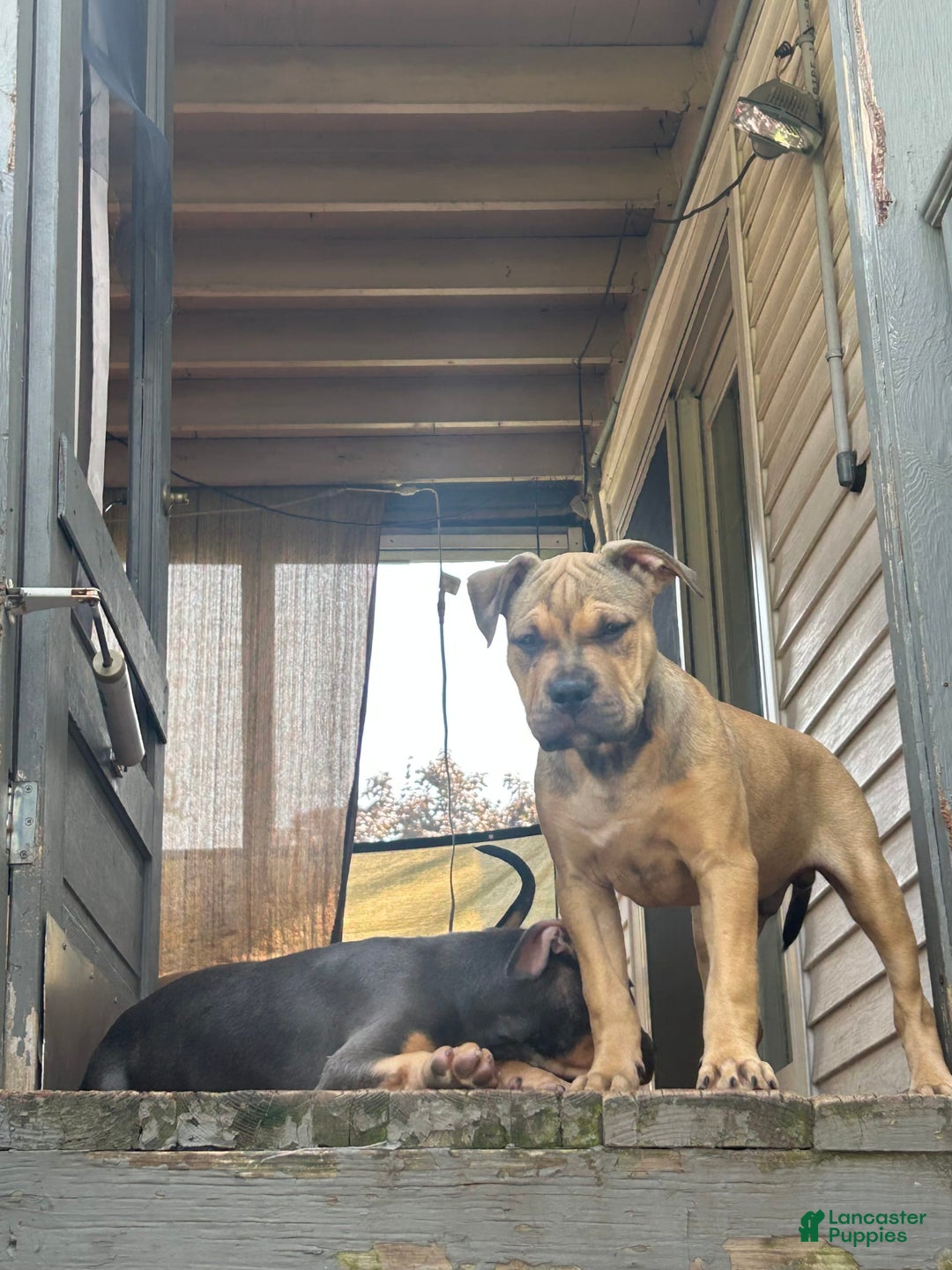 American Bully dogs for sale: Enzo - Image 3