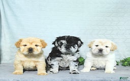 Mini Hippo dogs for sale: Bella - Image 1