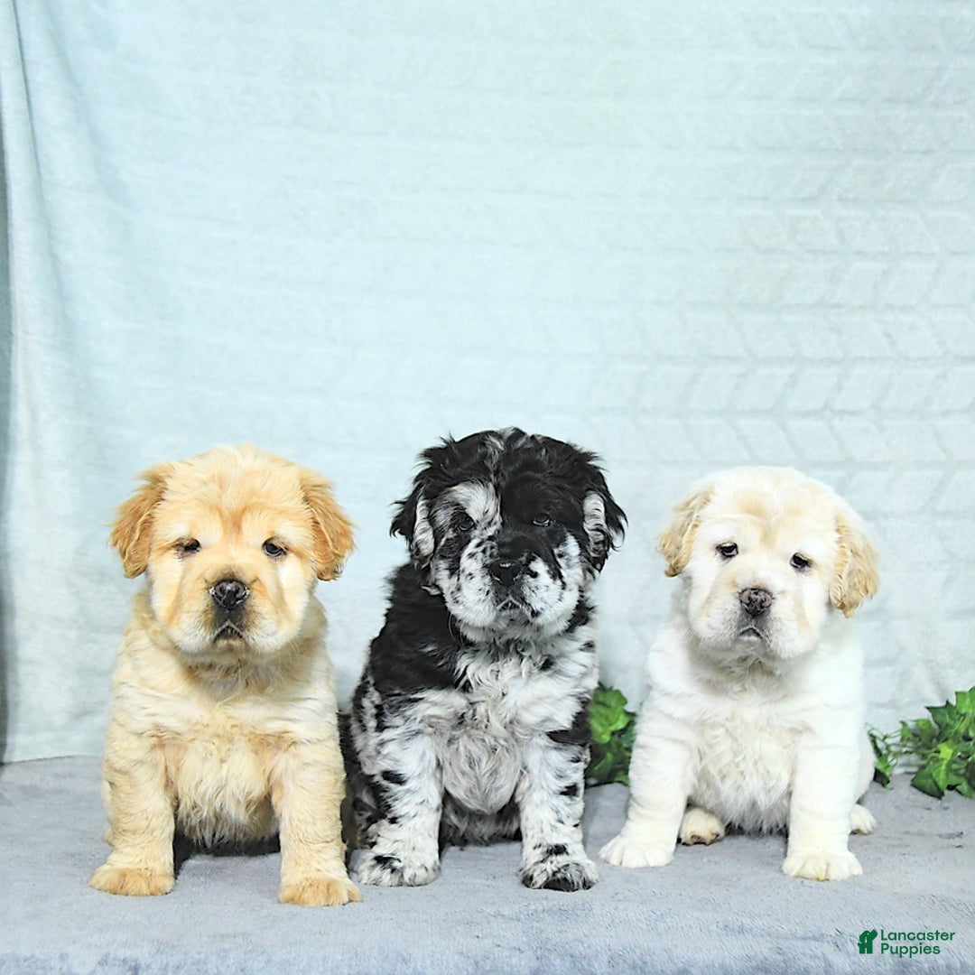 Mini Hippo dogs for sale: Bella - Image 1