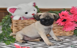 Pug dogs for sale: Cutie - Image 4