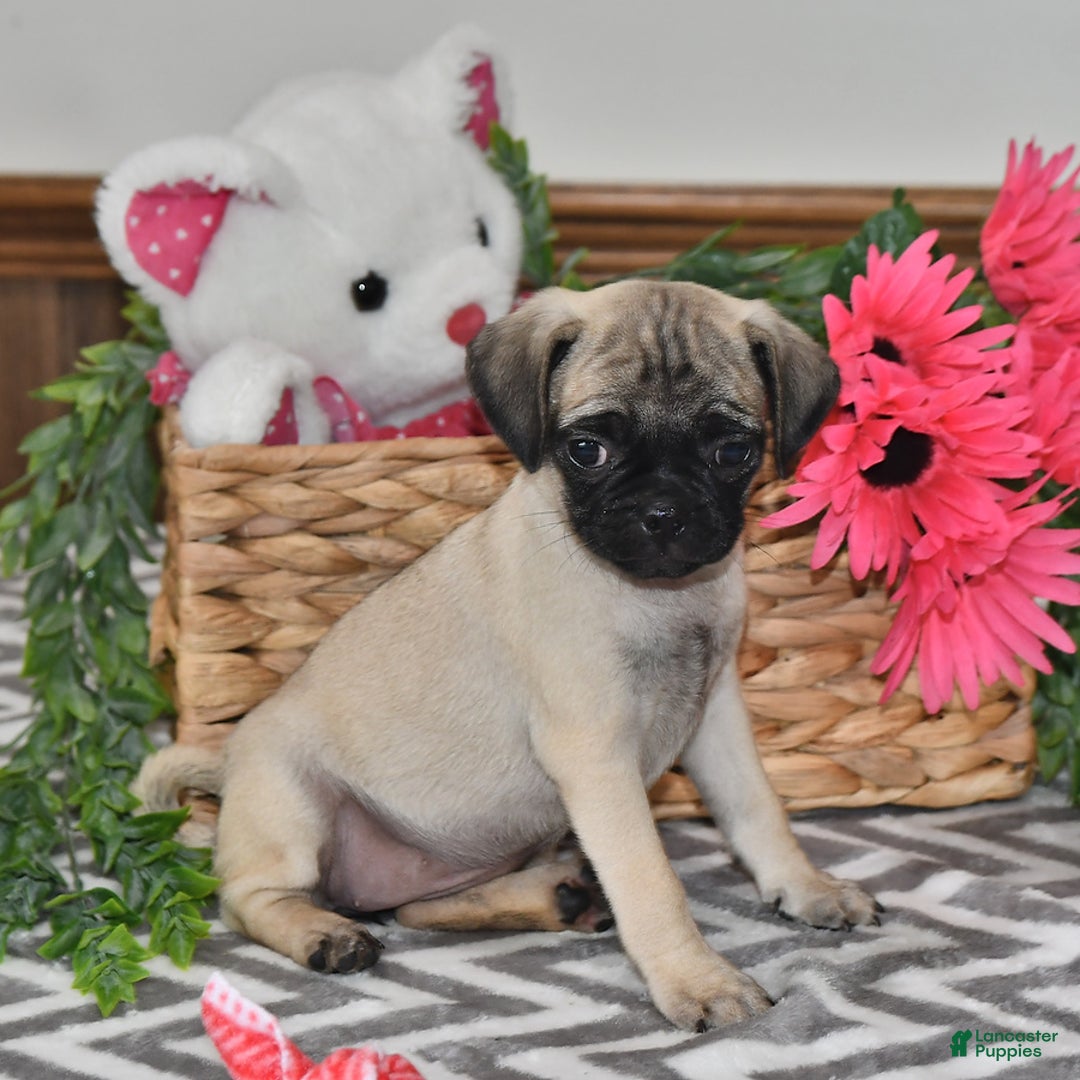 Pug dogs for sale: Cutie - Image 4