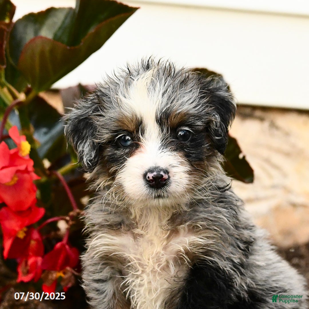Mini Bernedoodle dogs for sale: Cheddar - Image 2