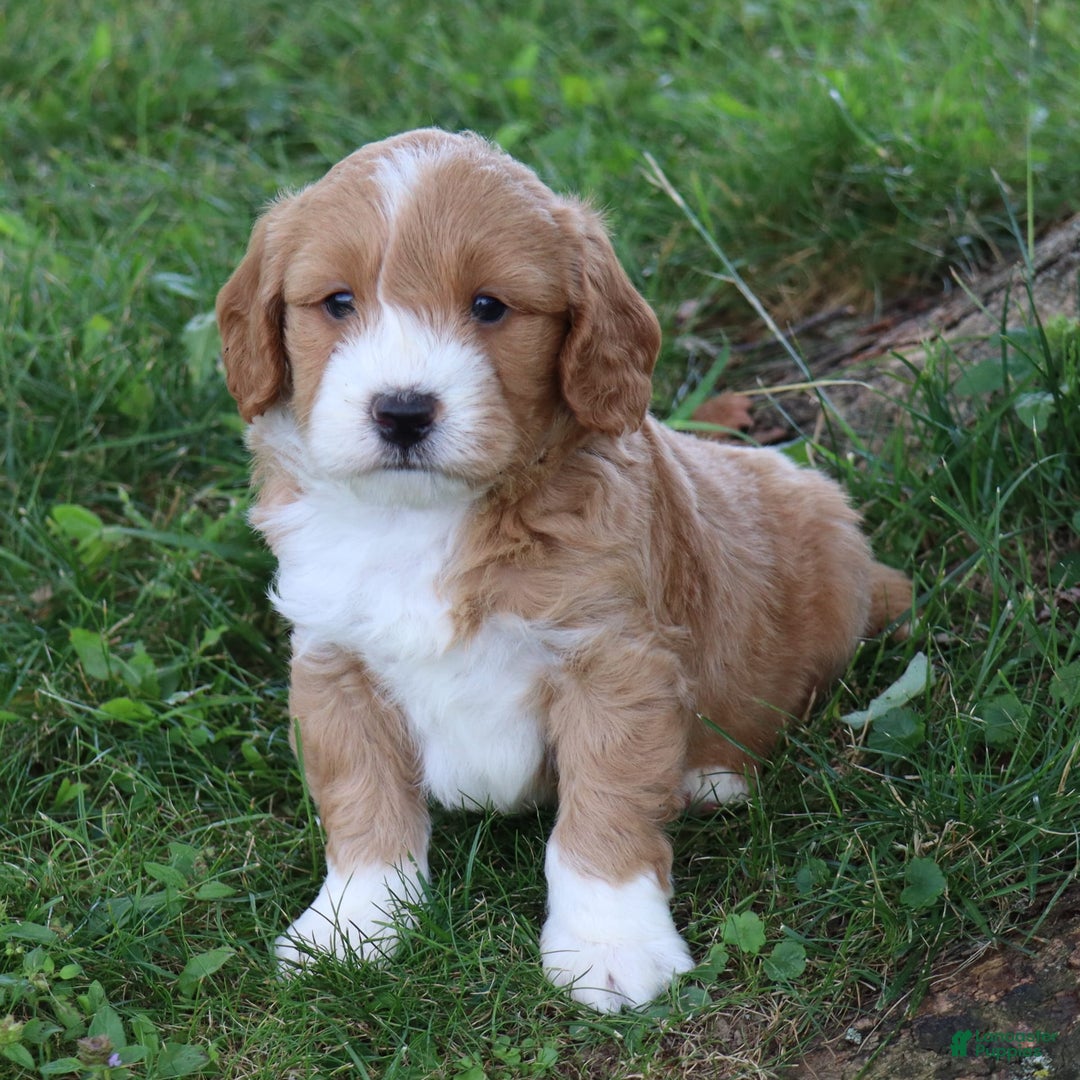 Mini Goldendoodle dogs for sale: Victor - Image 1