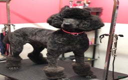 Standard Poodle dogs for sale: Dior - Image 8