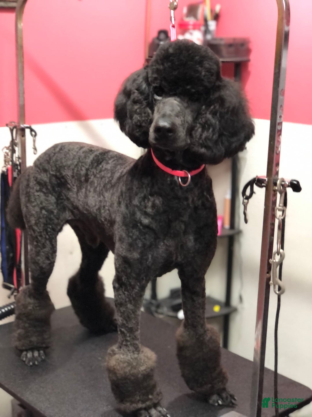 Standard Poodle dogs for sale: Dior - Image 8