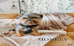 Brussels Griffon dogs for sale: Moo - Image 2