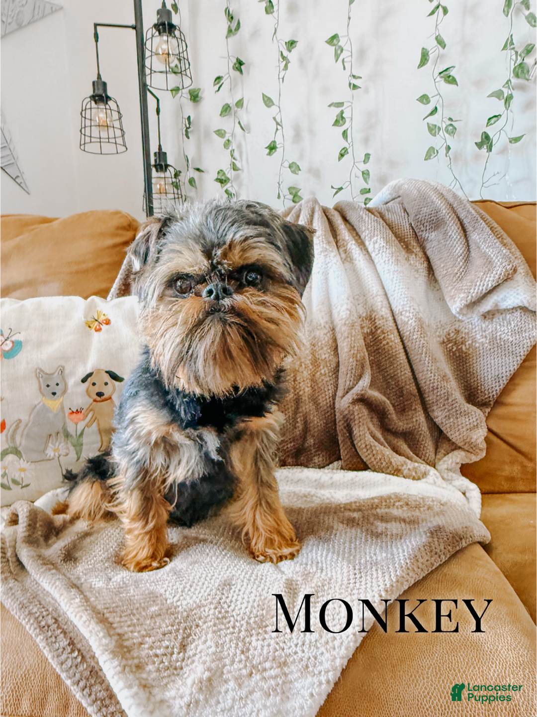 Brussels Griffon dogs for sale: Moo - Image 2