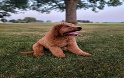 Mini Goldendoodle dogs for sale: Milo F1b - Image 39