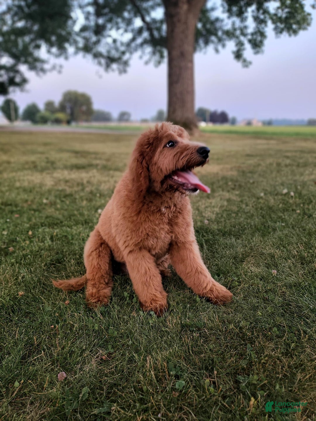 Mini Goldendoodle dogs for sale: Milo F1b - Image 39