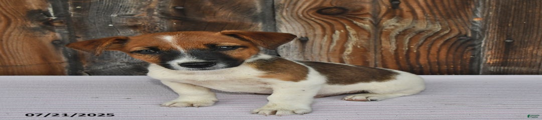 Sparky