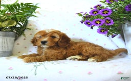 Cavapoo dogs for sale: Wallace - Image 1