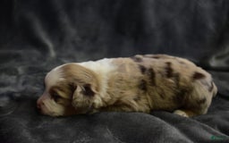 Miniature Australian Shepherd dogs for sale: Lola - Image 3