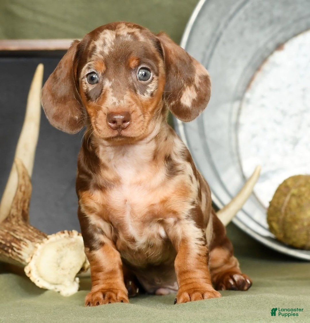 Miniature Dachshund dogs for sale: Gunner - Image 2