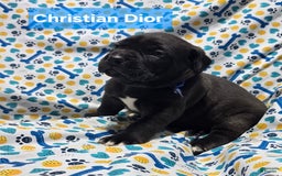 Cane Corso dogs for sale: Cartier - Image 6