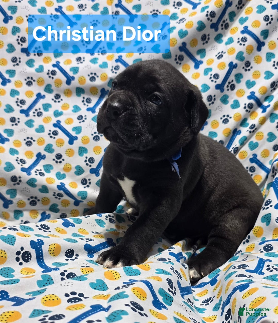 Cane Corso dogs for sale: Cartier - Image 6