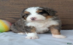 Mini Bernedoodle dogs for sale: Louie - Image 14