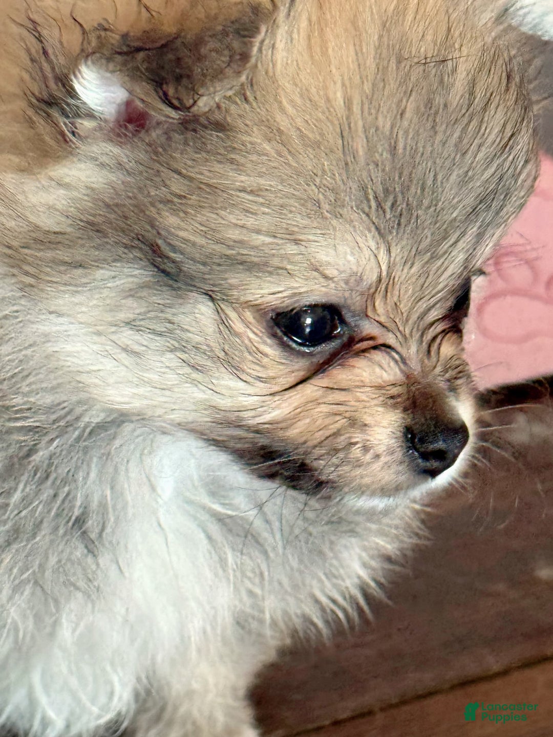 Pomeranian dogs for sale: Shaggy - Image 3