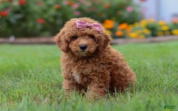 Mini Goldendoodle dogs for sale: Maple - Image 2